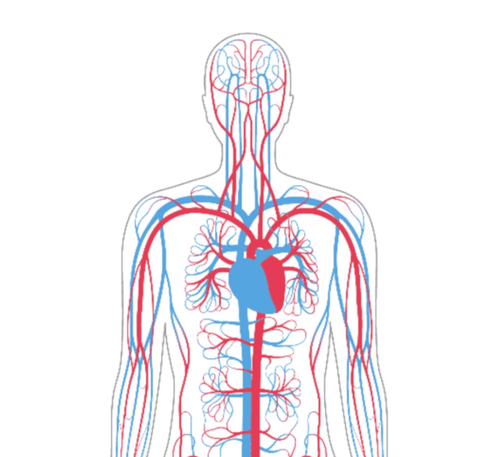 blood flow - stimulate healthy muscles